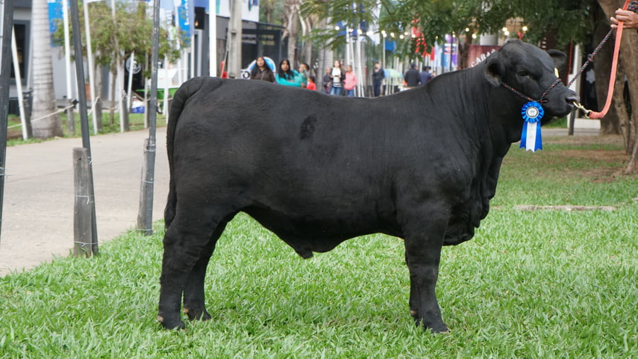 Lote Brangus a Bozal Expo 2022 RP 1127- Lote 10