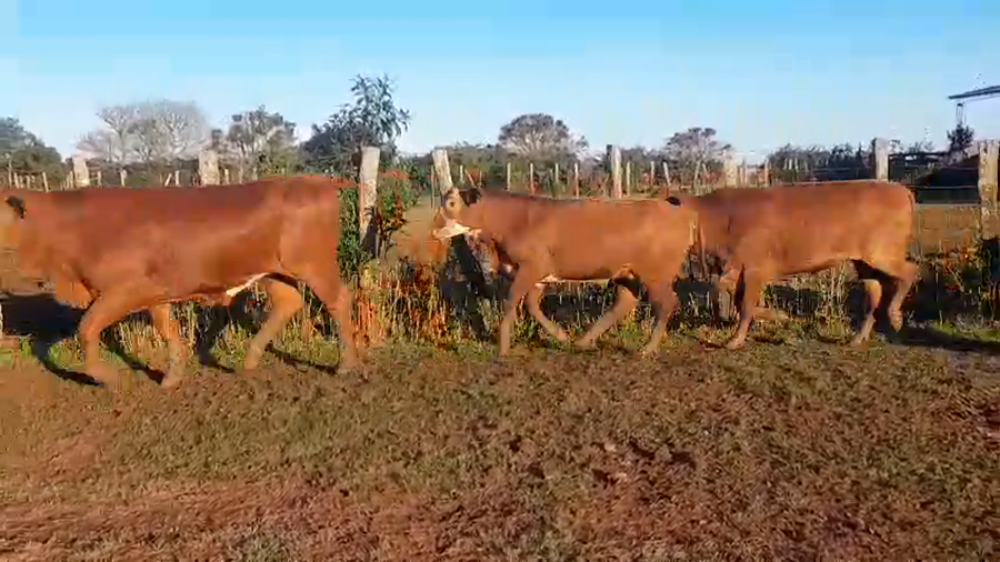 Lote 115 Vaquillonas