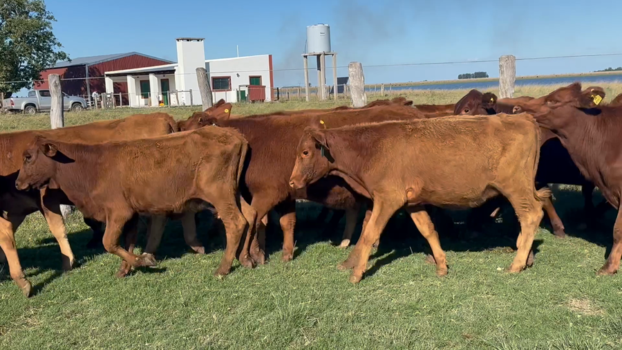 Lote 86 Terneras en Corrientes, Yataití Calle