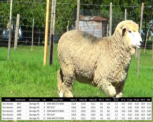 Lote 5 Borregos a remate en La Señal del Futuro , Tacuarembó