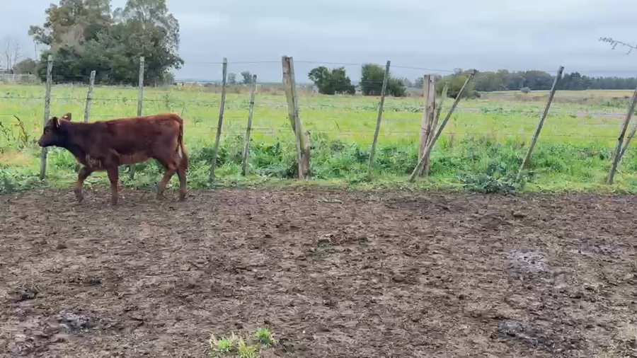 Lote TERNEROS Y TERNERAS