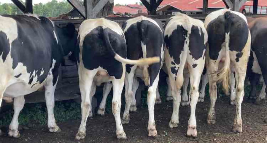 Lote 20 Novillo Gordo en XIV Región Los Ríos, Los Lagos