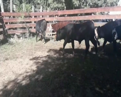 Lote Terneros