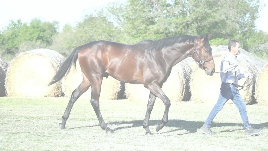 Lote OPTIMUS PRIZE (WINNING PRIZE -  SUPRA GEMMA)