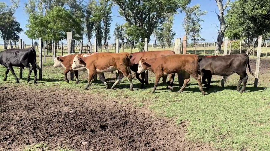 Lote TERNEROS