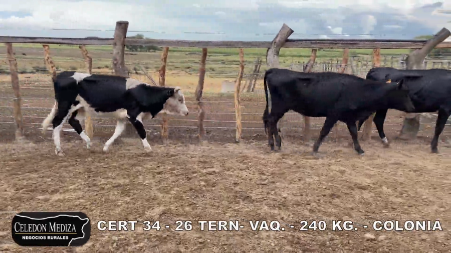 Lote 26 Terneras en Colonia