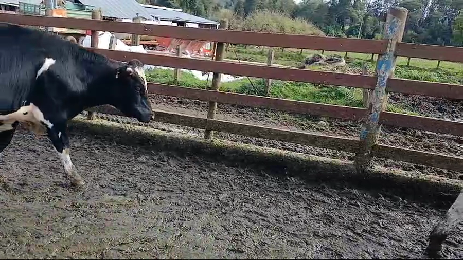 Lote 8 Novillo Engorda en Puerto Varas, X Región Los Lagos