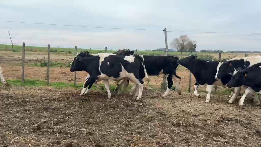 Lote NOVILLOS 1 a 2 AÑOS
