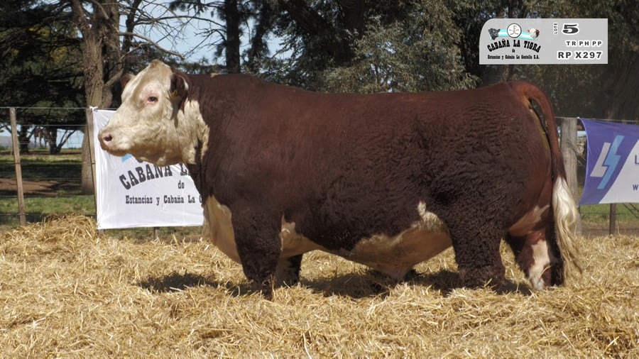 Lote MACHOS POLLED HEREFORD  PUROS DE PEDIGREE