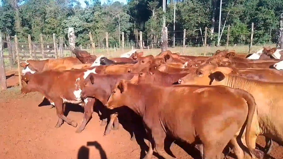 Lote 60 Novillos en Misiones, Puerto Esperanza