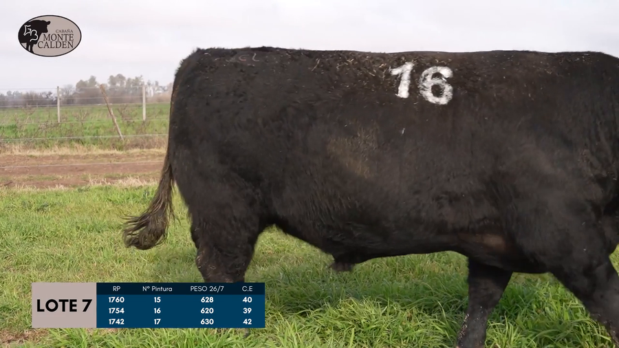 Lote Toros Puro controlado