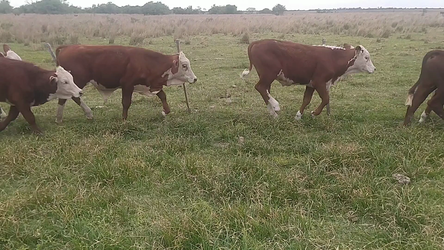 Lote 120 Terneros en Chavarría, Corrientes