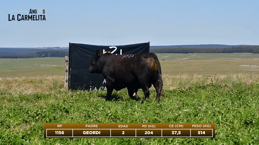 Lote RP 1156 - Angus La Carmelita