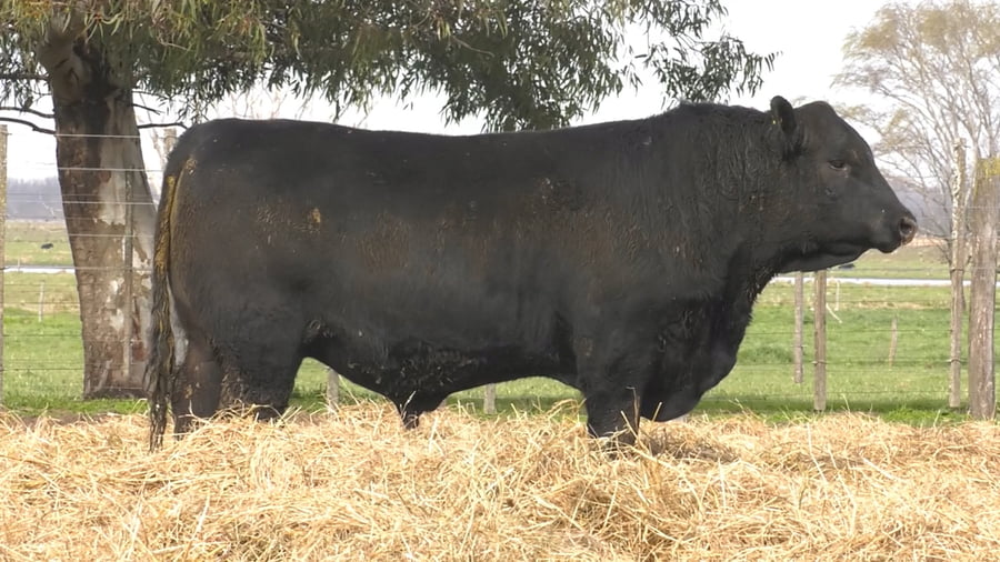 Lote TOROS PUROS POR CRUZA