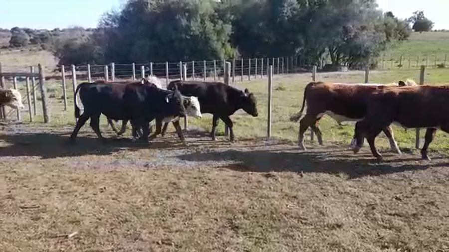 Lote (Vendido)8 Novillos a remate en PANTALLA FEDERICO GARLAND 285kg -  en PASO HOSPITAL