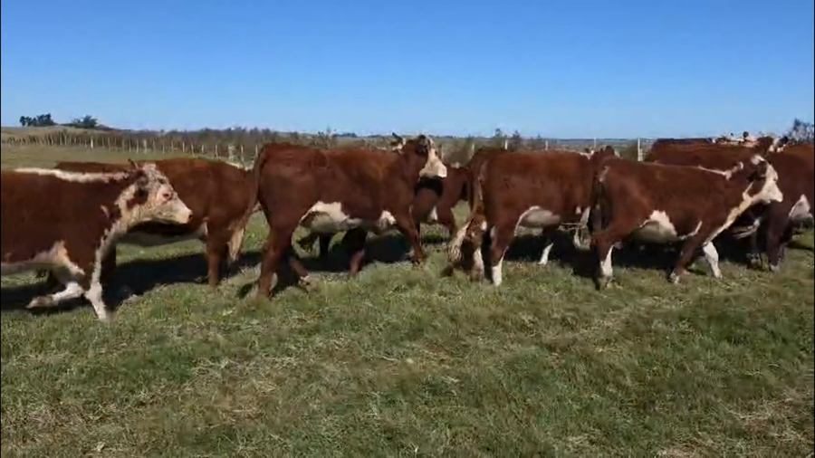 Lote 29 VAQ PREÑADAS