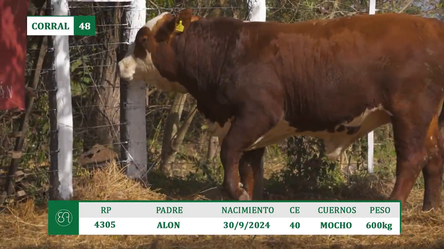 Lote TOROS BRAFORD A VENTA EN HERSILIA 2026