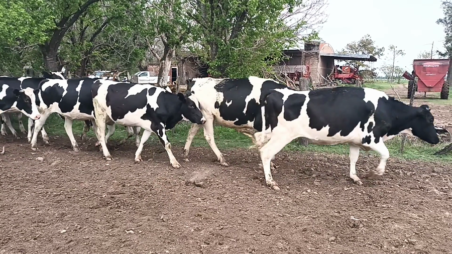 Lote 25 Vaquillonas preñadas Holando Argentino en Moises Ville, Santa Fe