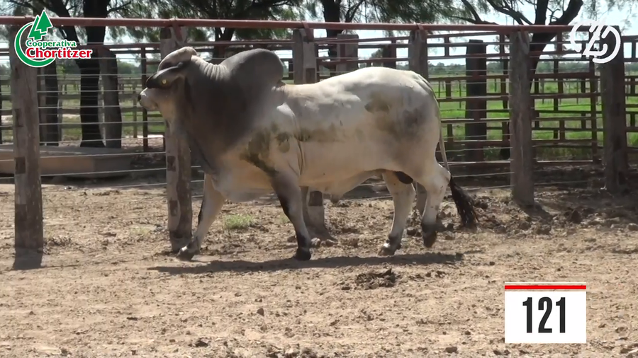Lote Brahman