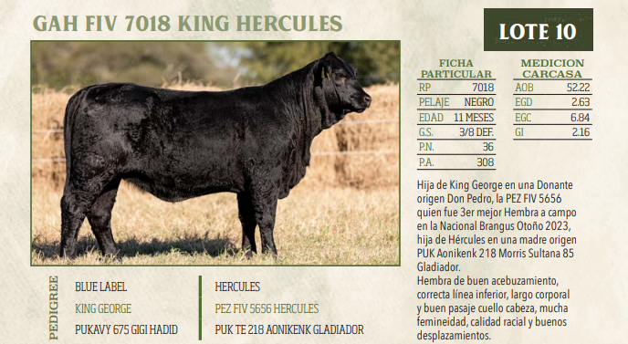 Lote LOTE 10