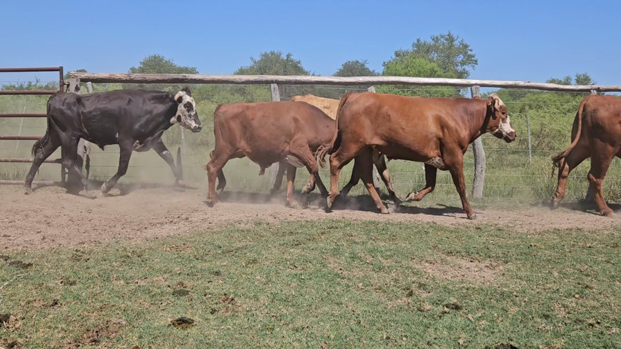 Lote 50 Novillos