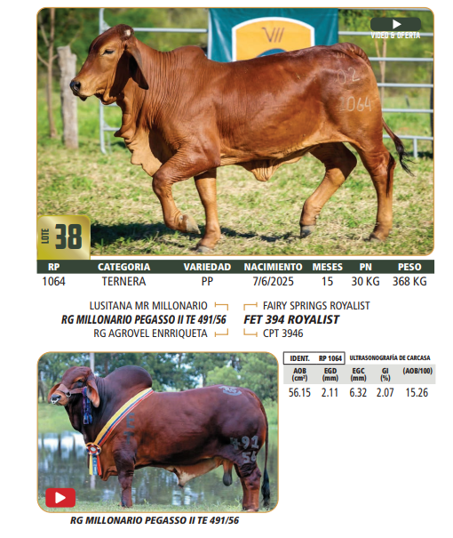 Lote LOTE 38