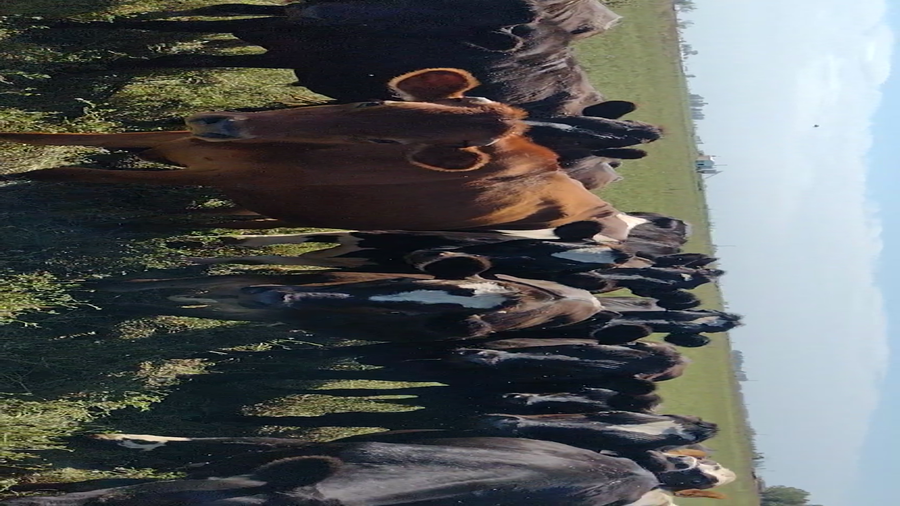 Lote 90 Novillitos en Gral. Villegas, Buenos Aires