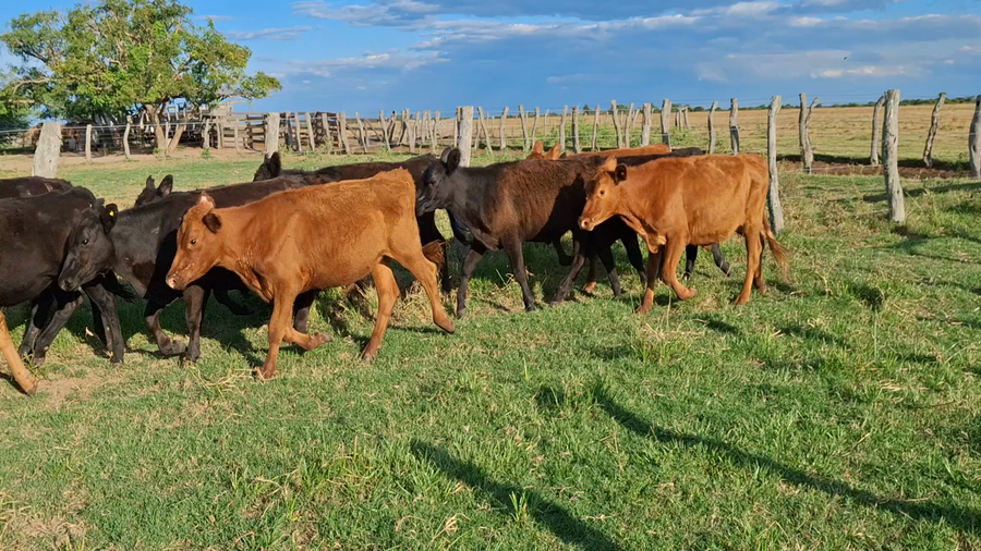 Lote 65 Terneros en Corrientes, Goya