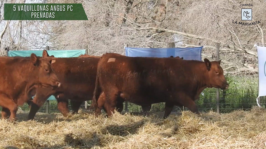Lote "Cabaña ""La Marianita"" Vaquillonas PC"