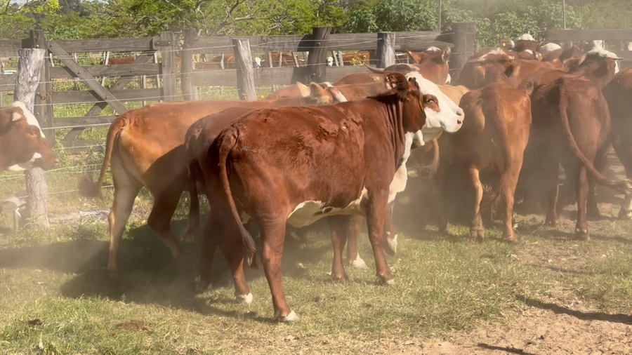 Lote 28 Vacas de invernar en Corrientes, Goya
