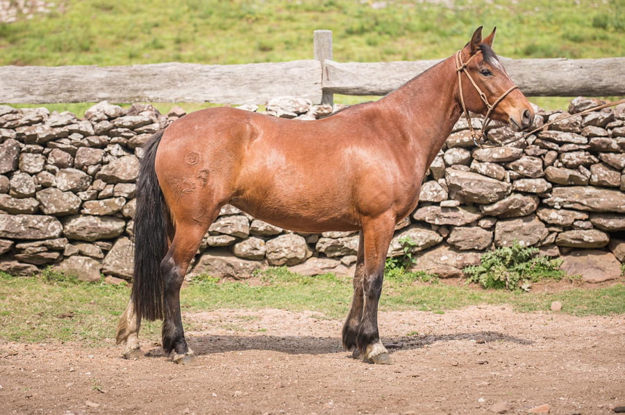 Lote PRESTANZA DEL LOCAL