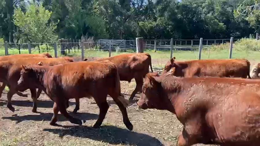 Lote 105 Terneros en Laprida