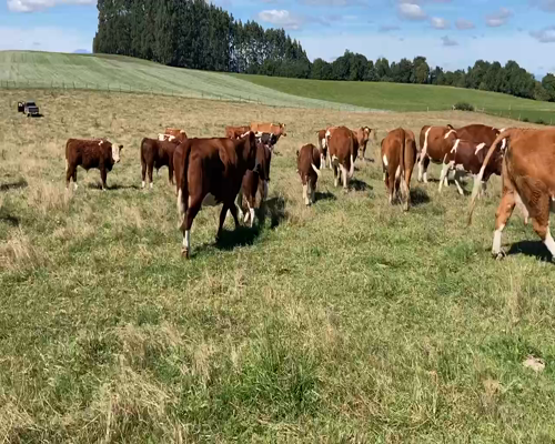 Lote 30 Ternero en Puerto Varas, X Región Los Lagos