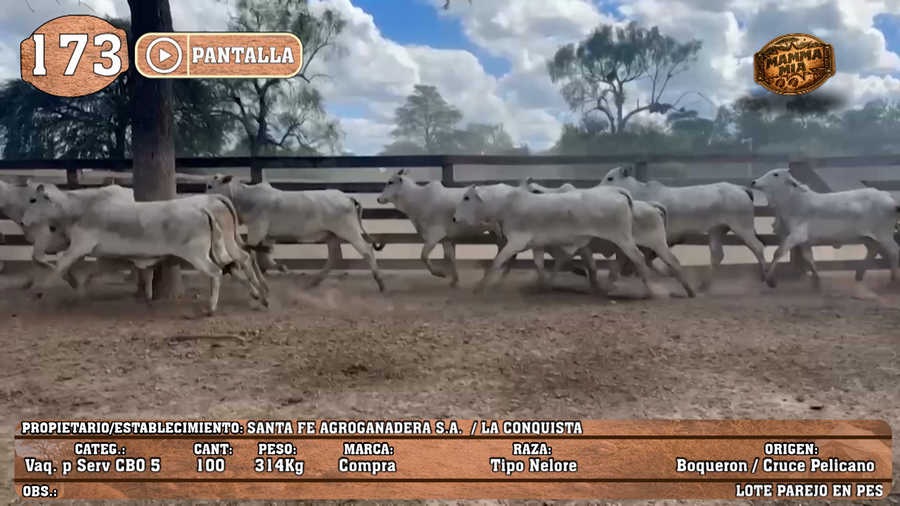 Lote LOTE 173 - PANTALLA