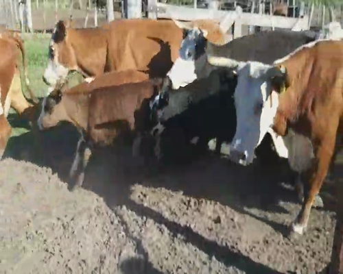 Lote 18 Vacas CUT con cría en Villaguay, Entre Ríos