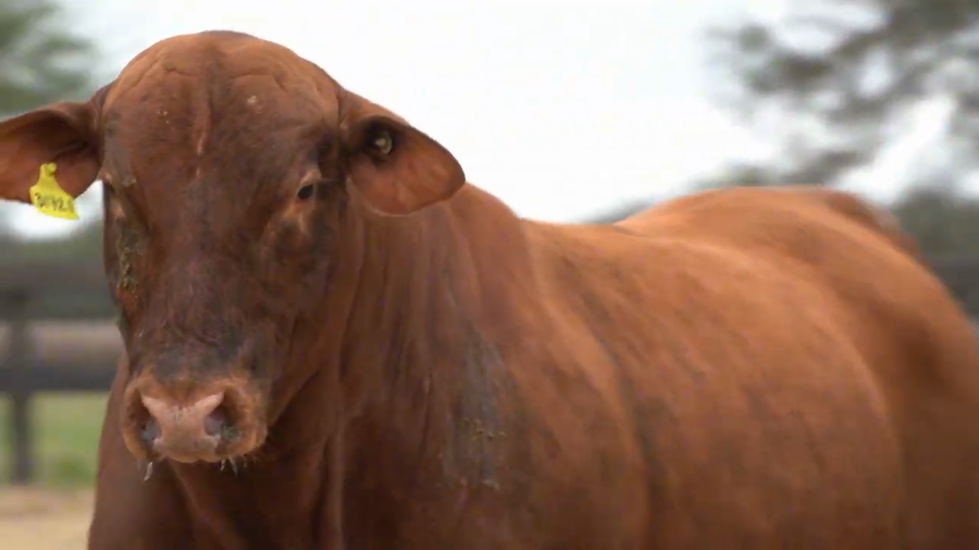 Lote Toros Brangus