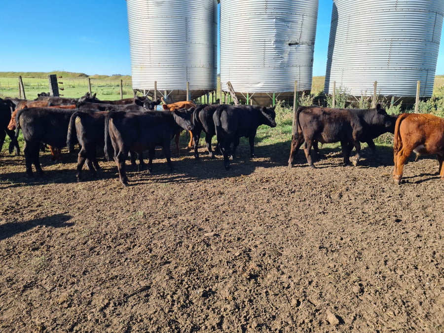 Lote 25 Terneros en Gral. Lamadrid, Buenos Aires