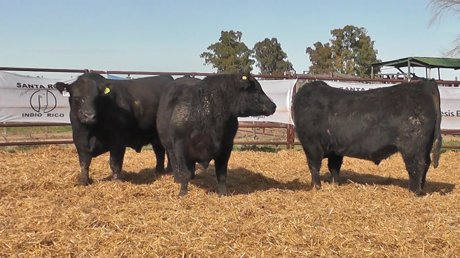 Lote "Toros ""SANTA ROSA"""