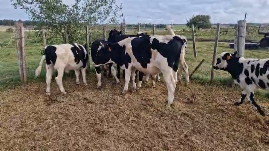 Lote 10 Terneros a remate en Pantalla Camy, San José