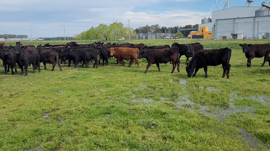 Lote 50 Novillitos en Brandsen, Buenos Aires