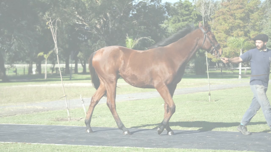 Lote ELLIE CANDY (SEÑOR CANDY -  ELLIANA)