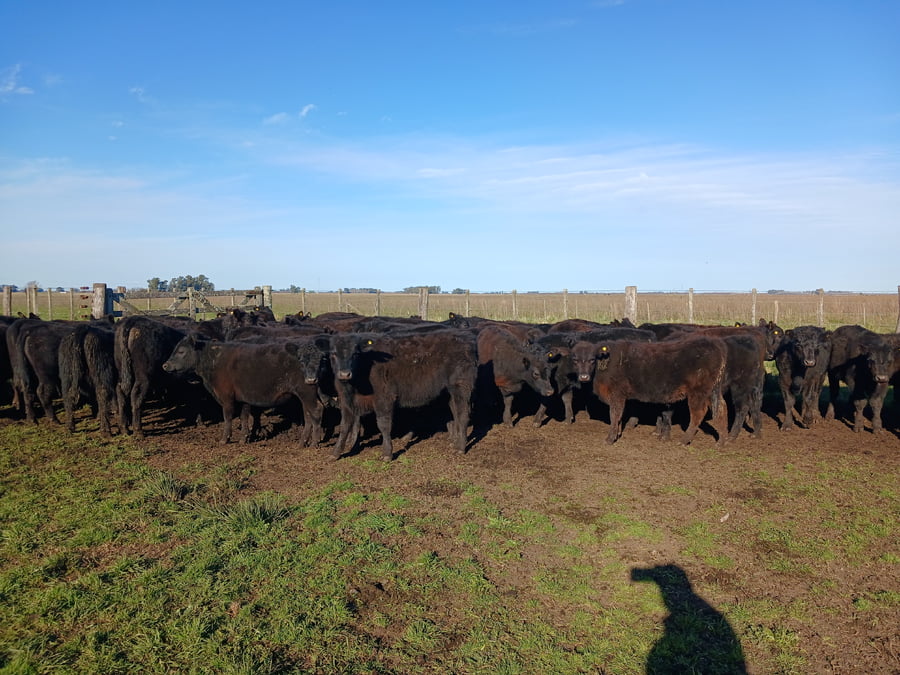 Lote 60 Terneros EN RAUCH