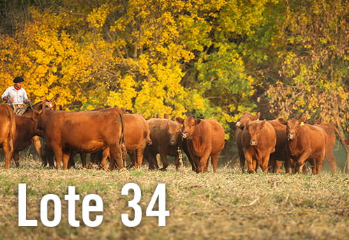 Lote 4 VAQUILLONAS PREÑADAS PURAS DE PEDIGREE