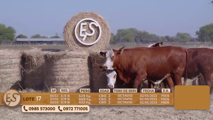 Lote Hembras Preñadas