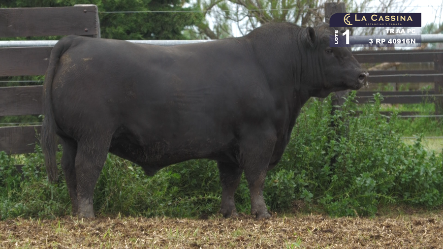 Lote TORO ANGUS PURO CONTROLADO