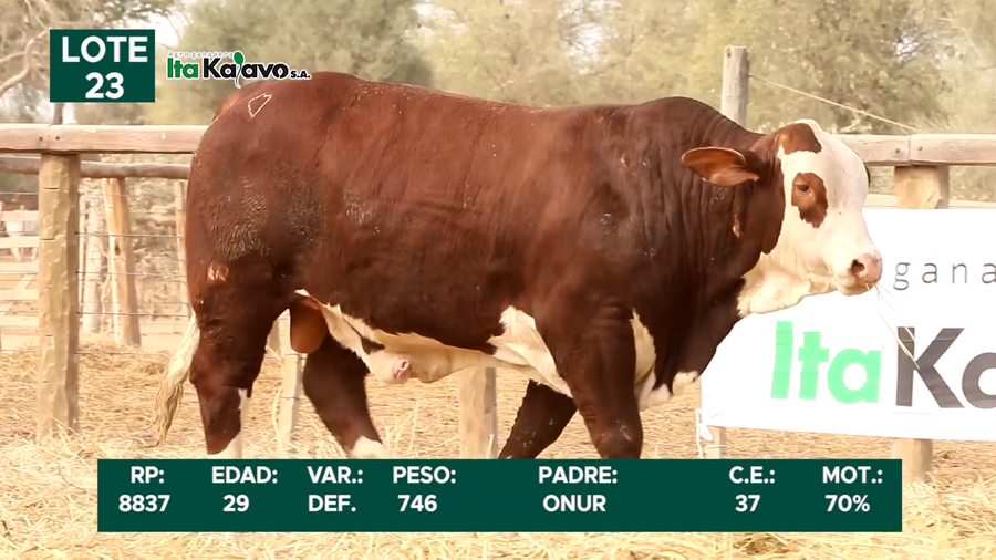 Lote LOTE 23