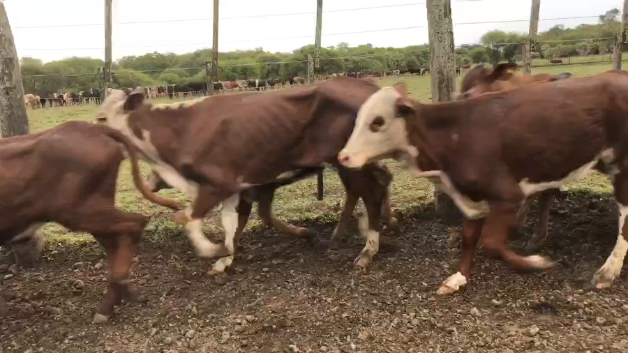 Lote 115 Terneras en Pto. Eva Perón, Chaco