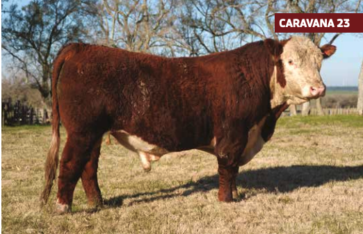 Lote SERRANO 105 TIMES UP