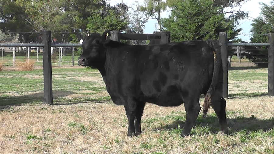 Lote VAQUILLONAS ANGUS PP PARICIÓN PRIMAVERA