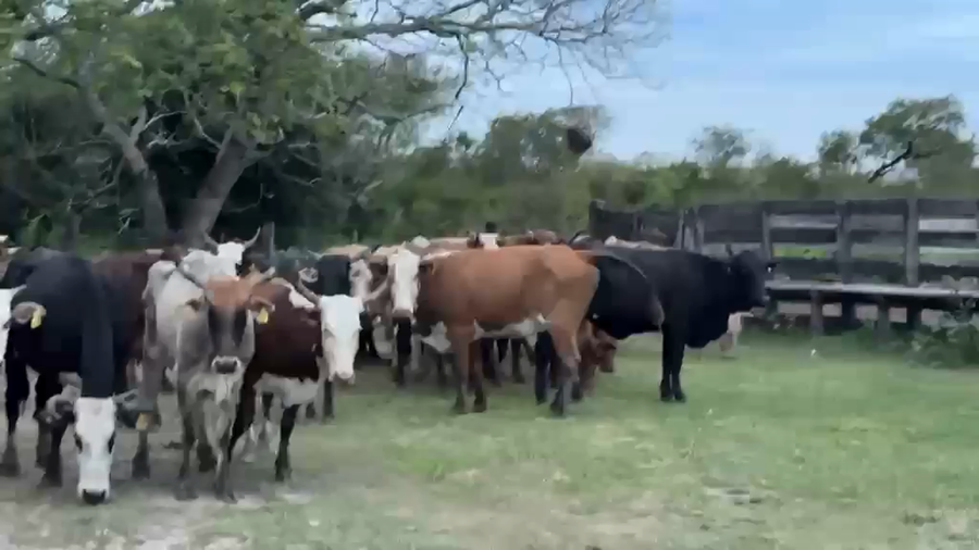 Lote 60 Vacas preñadas